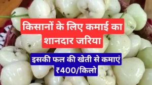 safed jamun ki kheti